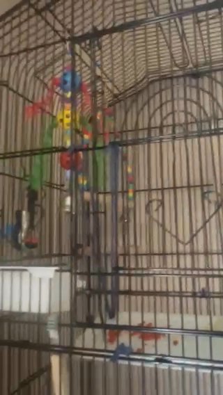 Bonded Budgies in Elkhart, Indiana