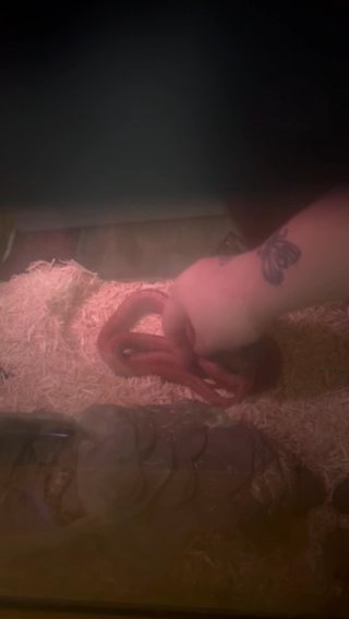 Female Corn Snake in Elkhart, Indiana