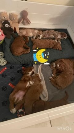 Mini goldendoodles in Orlando, Florida