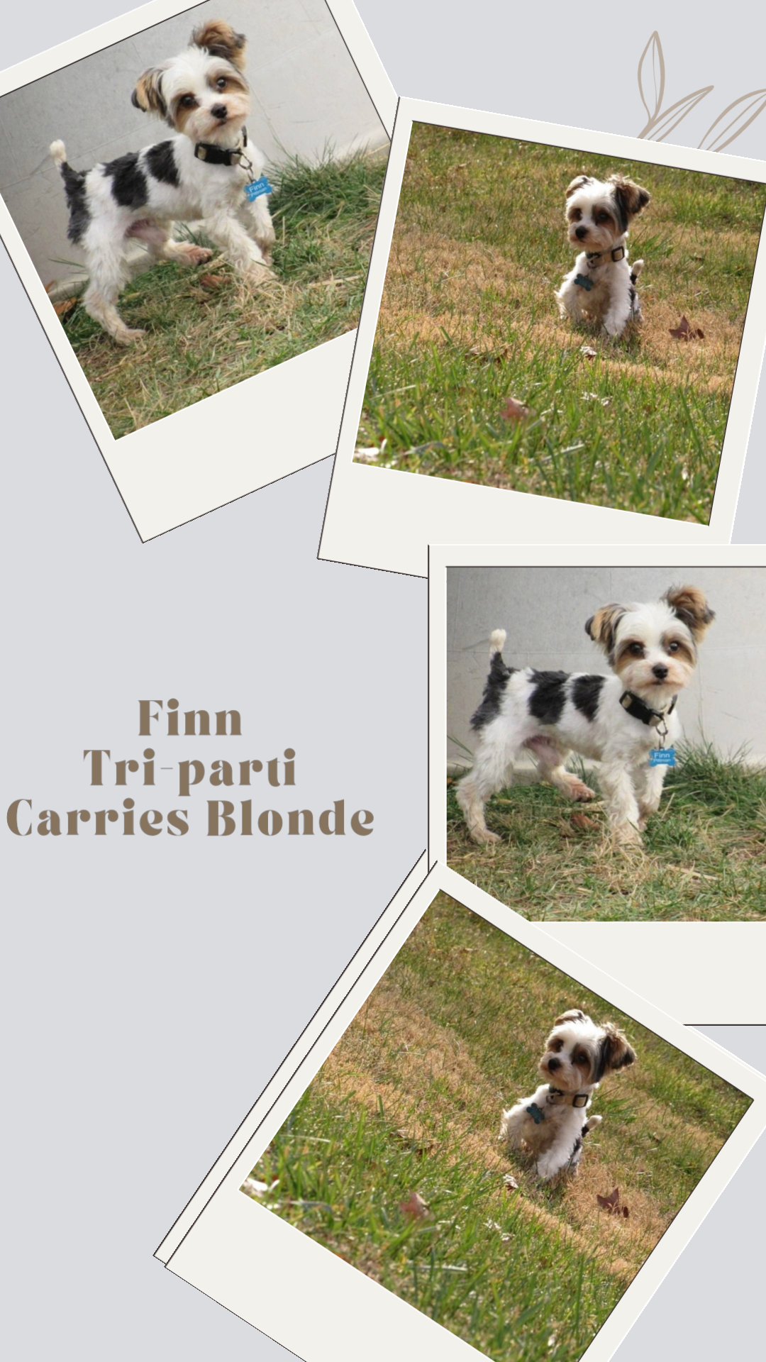 Finn AKC on hold in Washington, District of Columbia