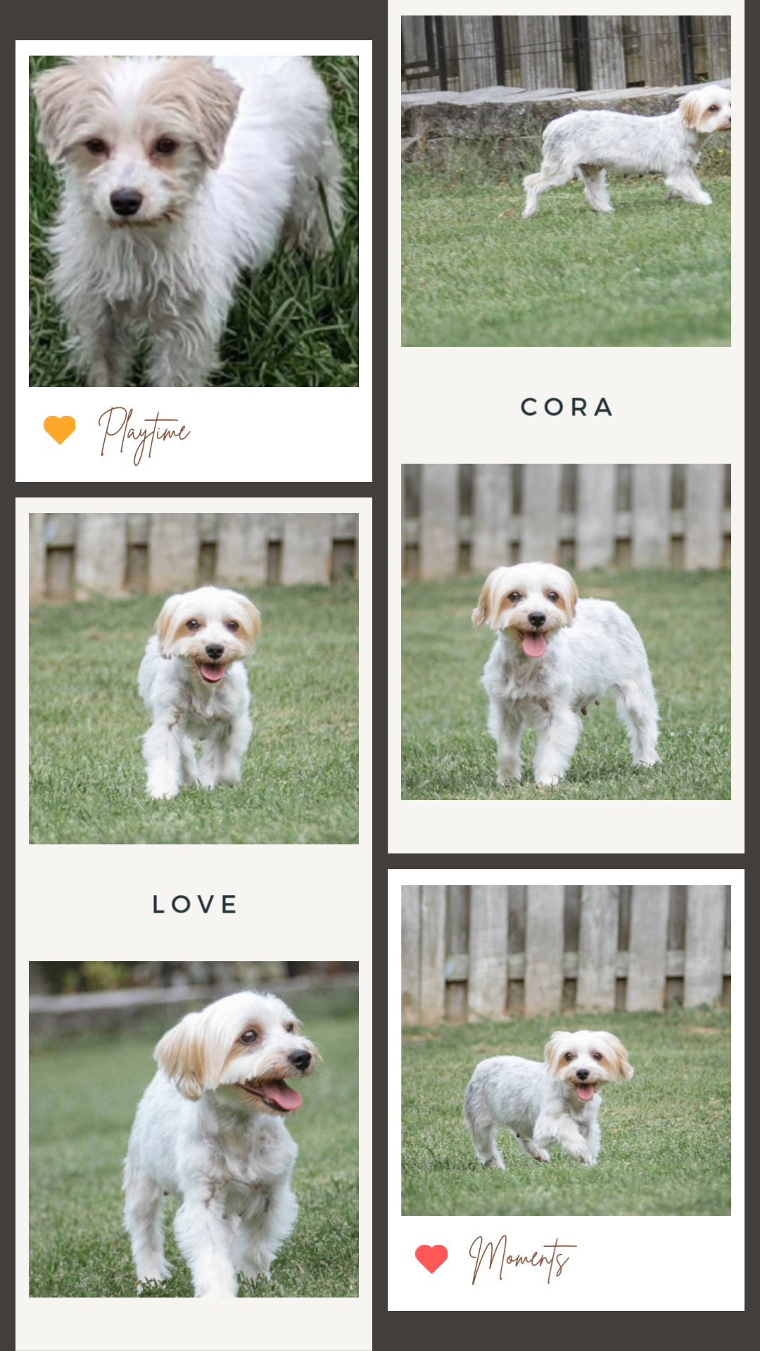 Cora AKC on hold in Washington, District of Columbia