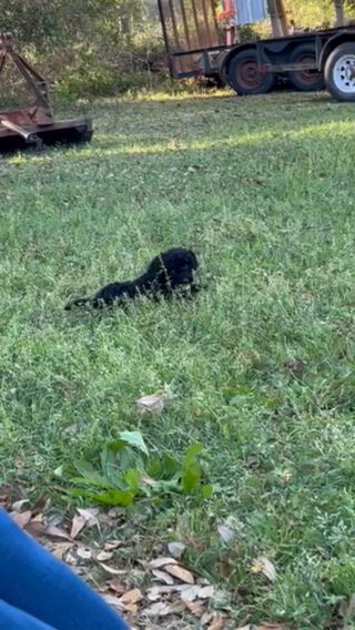 Medium Berndoodle in Brunswick, Georgia