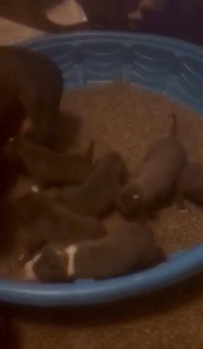 Pocket Bullys in Cleveland, Ohio