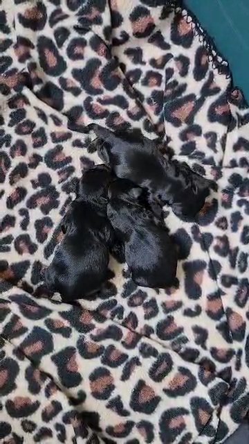 KB Black Yorkies in League City, Texas