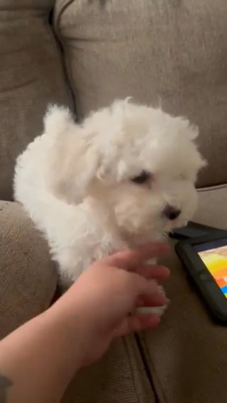 Mini Poodle Puppy Ready For Forever Home 13 Weeks in Sacramento, California