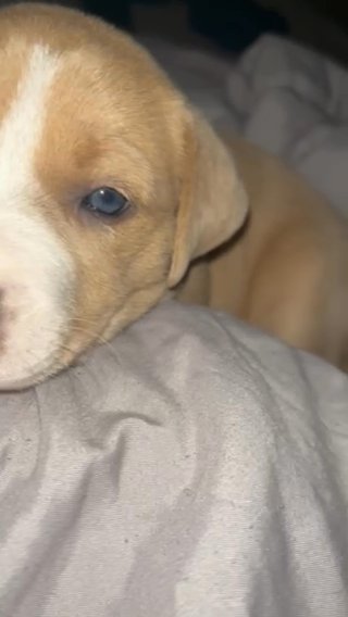 Bluenose Puppy in Reno, Nevada
