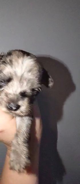 *SOLD*Silverbell Male Yorkie in Sikeston, Missouri