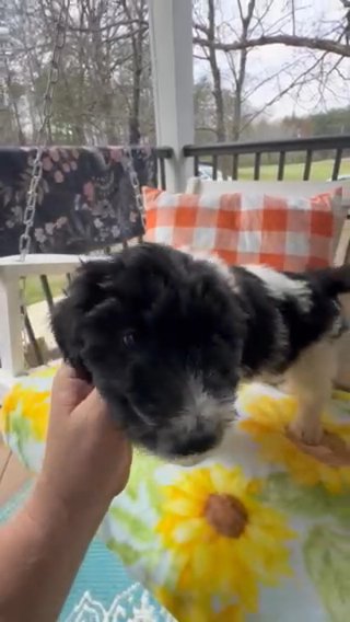 Female F1 Pyredoodle Puppy Half Price Sale in Crossville, Tennessee