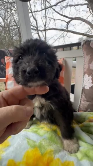 F1 Male Pyredoodle Puppy Half Price Sale in Crossville, Tennessee