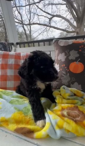 Male F1 Pyredoodle Puppy Half Price Sale in Crossville, Tennessee