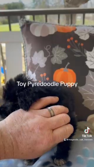Toy F1 Male Pyredoodle Pupoy Half Price Sale in Crossville, Tennessee