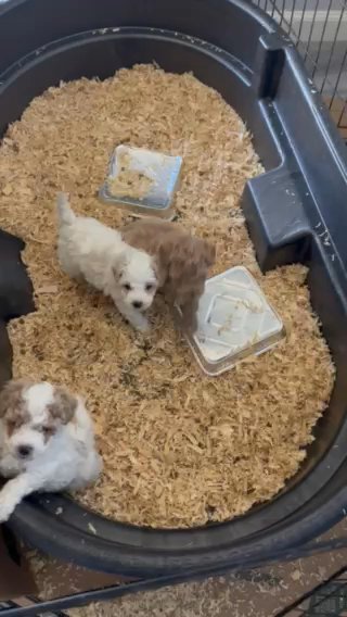 Mini Labradoodle Puppies For Sale in Sacramento, California