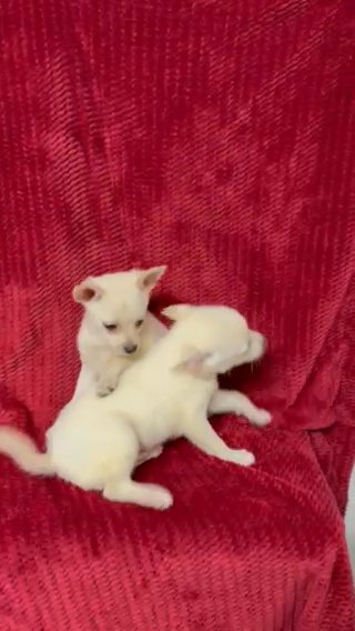 Beautiful male Pomchis in Springfield, Missouri