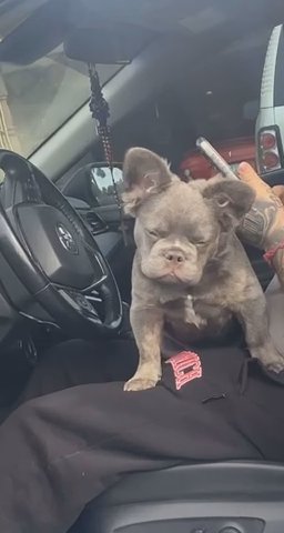 French Bulldog in Chandler, Arizona