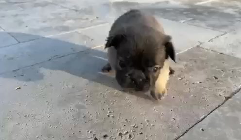 Papito in West Palm Beach, Florida