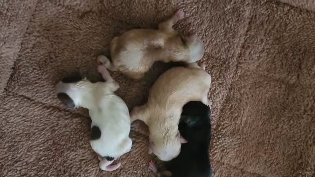 dolly babies in Greensboro, North Carolina