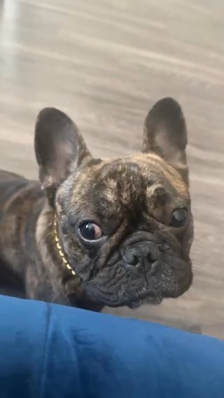 Brindle French bulldog in Charlotte, North Carolina