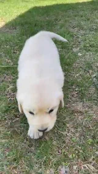 Kiara in Springfield, Missouri