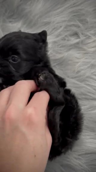 Kb Black Tiny Male in Jackson, Tennessee