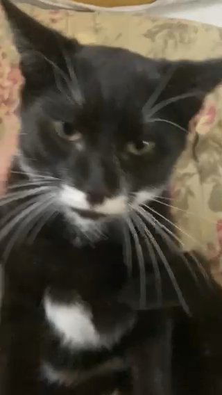Smokey in Paterson, New Jersey