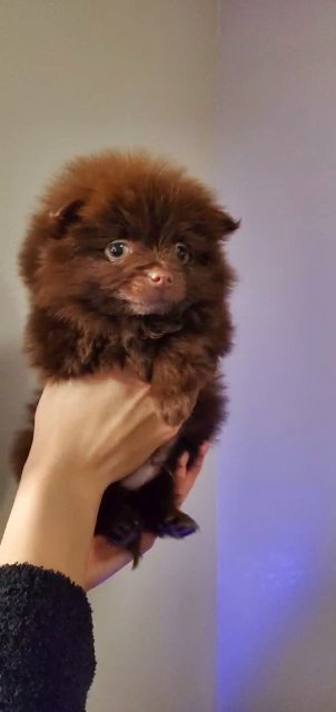Small Breed Puppy available in Fresno, California