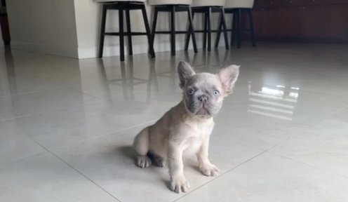 Papito in West Palm Beach, Florida
