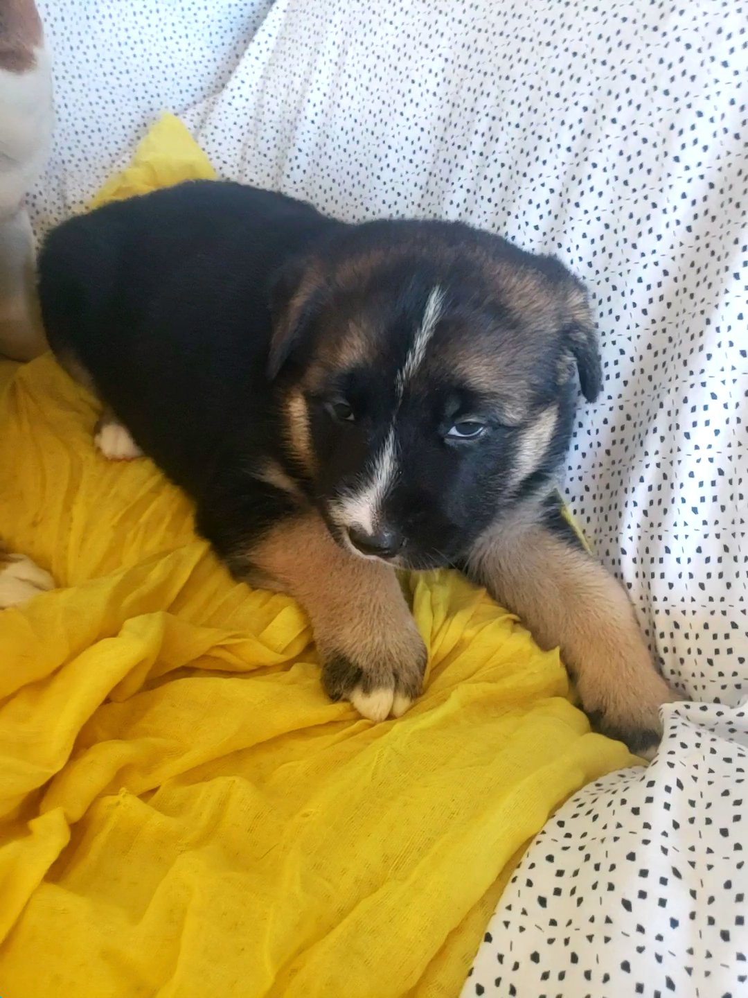 germanshepard puppies in Hollister, California