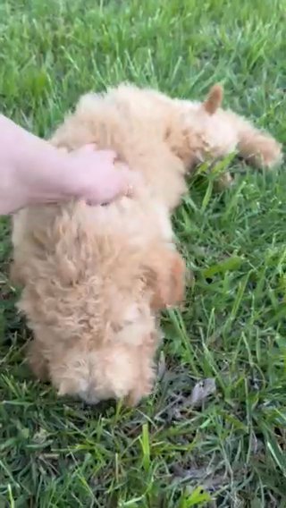 F1bb Goldendoodles in Tulsa, Oklahoma