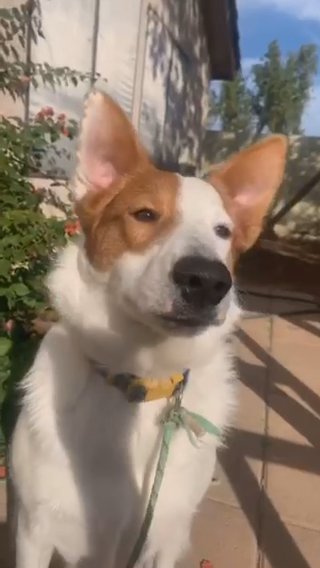 Milo- Australian Shepherd Mix in Phoenix, Arizona