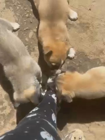 selling husky/german sheperd mix puppies in Los Angeles, California