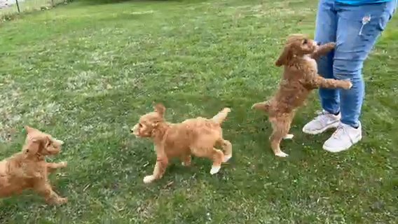 Standard Poodles in Cincinnati, Ohio