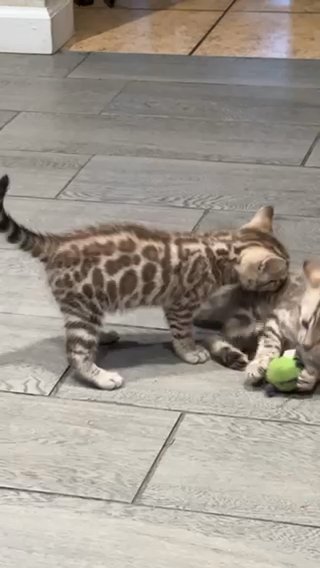 Snow Bengal in Los Angeles, California
