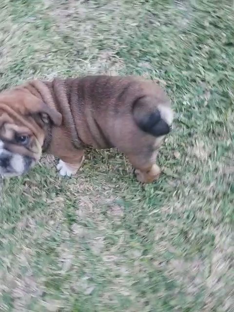 English Bulldog - Red collar MALE in Plant City, Florida