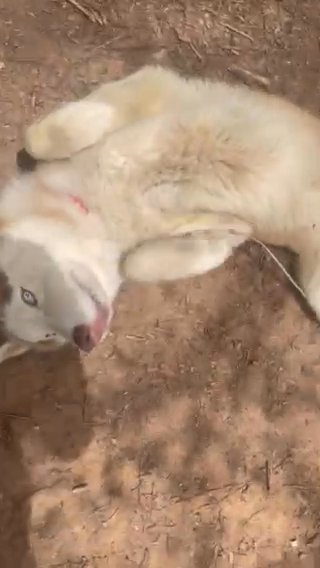11 Month Old Siberian Husky in Stonecrest, Georgia