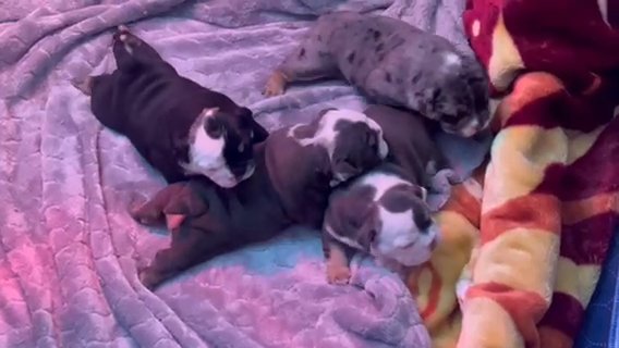 Micro Bully Puppies in Eastvale, California