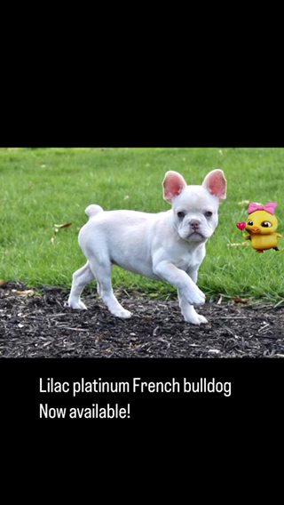 Platinum Lilac Fluffy Carrier French Bulldog in Euclid, Ohio