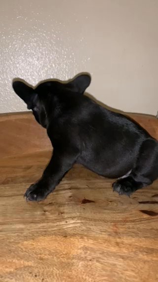 Beautiful Solid Black Female in Fullerton, California