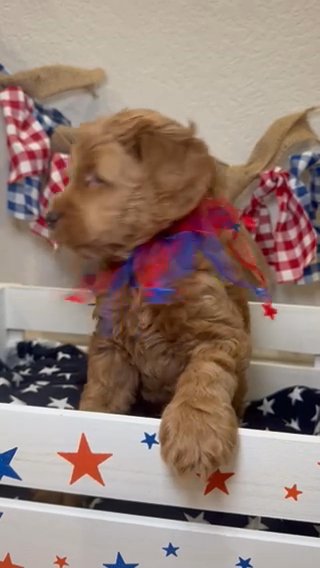 Multi Gen Mini Goldendoodle Male in Houston, Texas