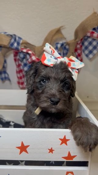 Multi Gen Mini female Goldendoodle in Houston, Texas
