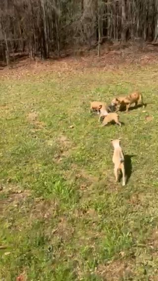 Pitbull Puppies in Covington, Georgia