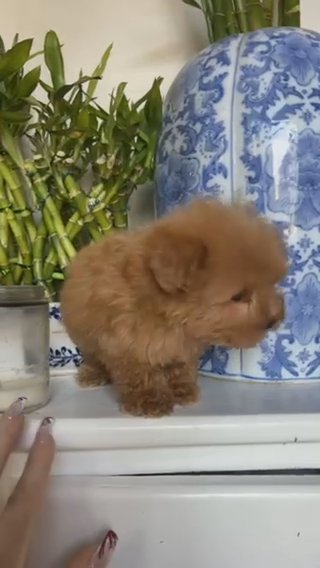 Teacup Red Schnoodle in Sacramento, California