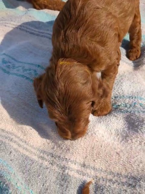 George (Irish Doodle) in Goshen, Indiana