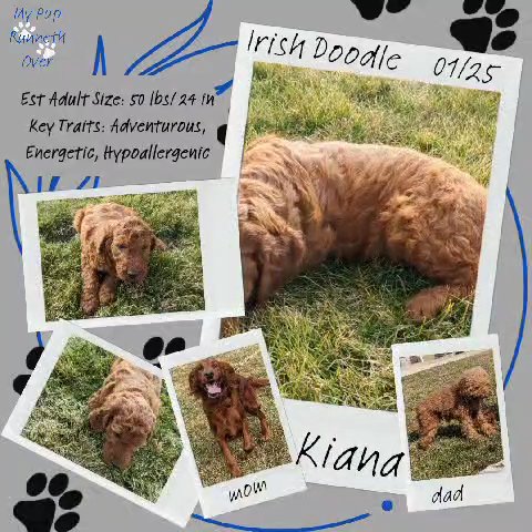 Kiana (Irish Doodle) in Goshen, Indiana