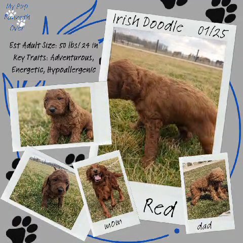 Red (Irish Doodle) in Goshen, Indiana