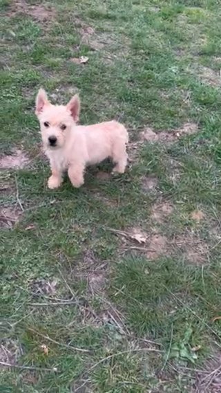 Bo.  Gorgeous Norwich Terrier in Springfield, Missouri