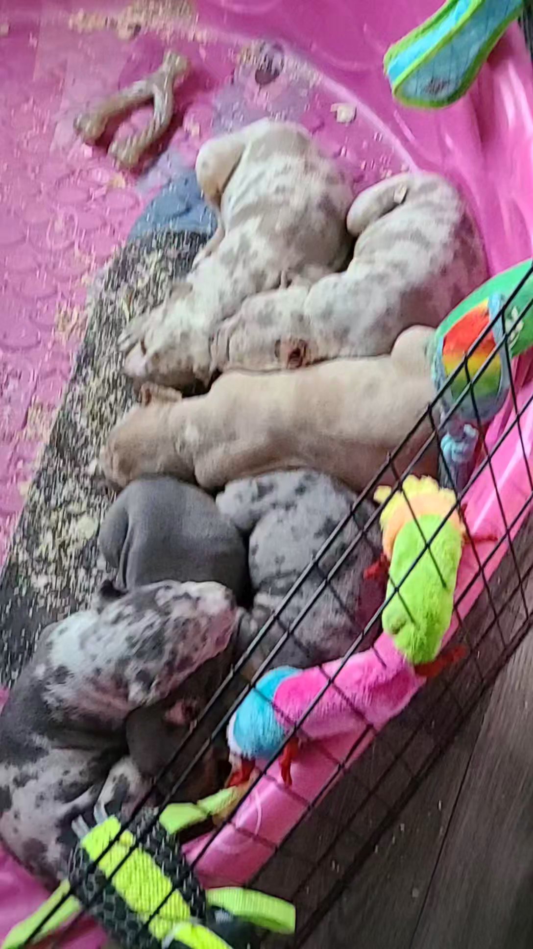 XL American Bullies in Chicago, Illinois