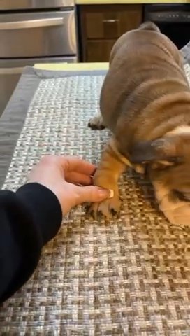 English Bulldog Exotic in Sacramento, California