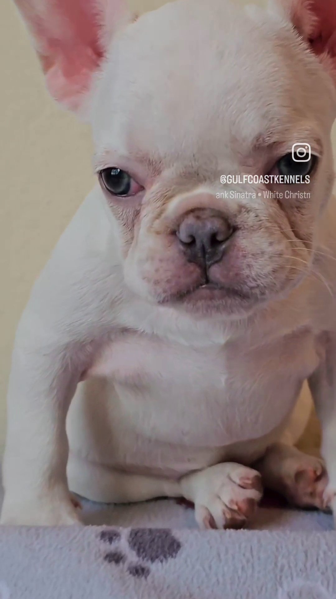 platinum baby girl in Harlingen, Texas