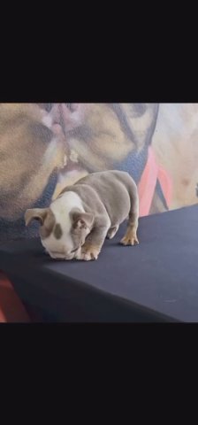 Mocha ENGLISH BULLDOG in Austin, Texas