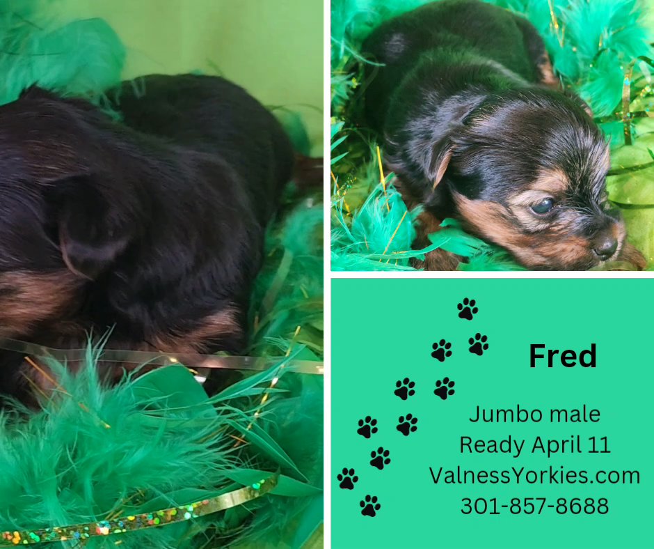 Fred sold in Washington, District of Columbia